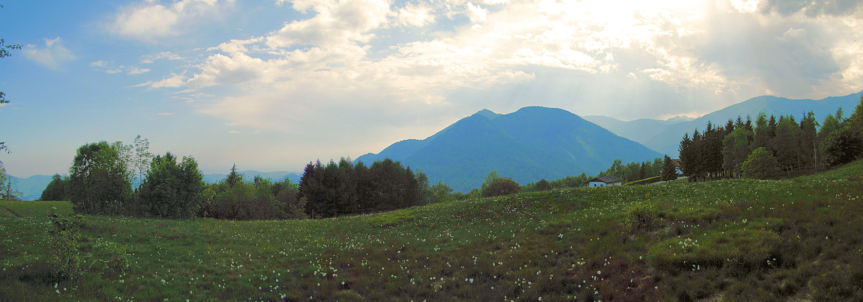 pascolo alpino